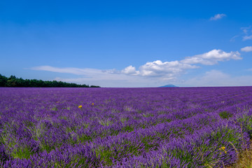 Fototapeta na wymiar Champ de lavande en Provence, le Mont Ventoux en arrière-plan. Ciel bleu avec de beaux nuages.