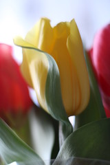 Naklejka premium yellow tulip with green petal