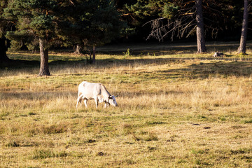 cows eating boil in a field of grass on a sunny day
