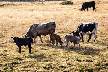 Fototapeta na wymiar cows eating boil in a field of grass on a sunny day 