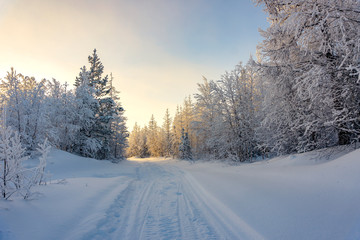 Winter landscape forest far north