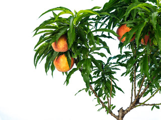 Peach branch with fruits on a white background