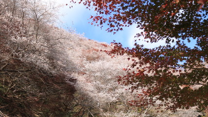 紅葉と四季桜の山