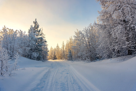 Fototapeta Winter landscape forest far north