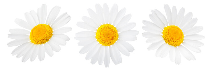Daisy flower isolated on white background as package design element - obrazy, fototapety, plakaty