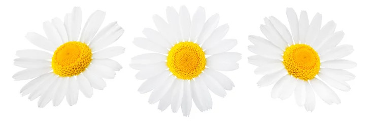 Stof per meter Madeliefjebloem die op witte achtergrond als element van het pakketontwerp wordt geïsoleerd © Tetiana