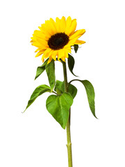 Sunflower flower on white background