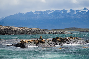 group of seals and sea lions, Beagle Channel, Ushuaia, Argentina