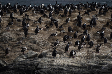 Obraz premium Imperial cormorant in one island of the Beagle Channel in front Ushuaia