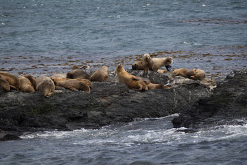 group of seals and sea lions, Beagle Channel, Ushuaia, Argentina