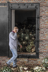 Trabajador cociendo agaves 