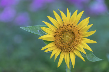 Close up Helianthus flower or sunflower.Sunny smile sunflower.