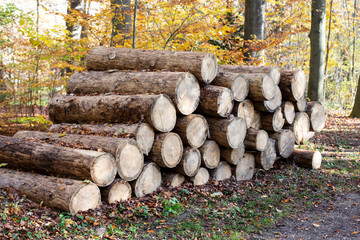 pine wood logs in forest