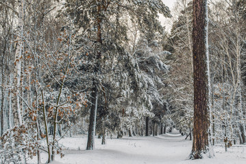 trip to the snowy forest. snow. snowfall. walk in the woods.