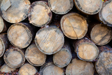 Fototapeta premium Heap of felled coniferous trees with a lot of microcracks. Side view.