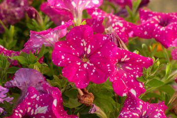 Pétunia 'Baby Doll' de couleur rose vif à spots blancs 