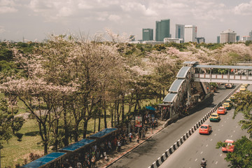 Landscape view of Paholyothin road near BTS Mo Chit on April 8, 2017 in Bangkok, Thailand. With full of Pink Trumpet Flower growing along the way including taxi and bus