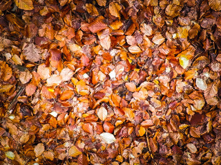 Autumn leaves as nature background.