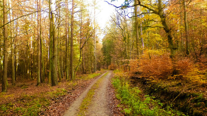 Autumn forest landscape, Poland.