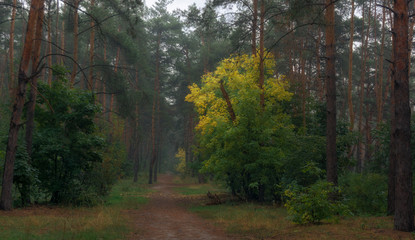 Fototapeta premium walk in the autumn forest. autumn colors. autumn fogs. melancholy.