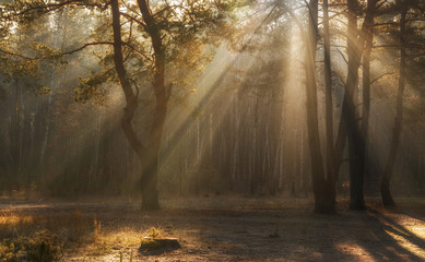 Naklejka premium Walk in the autumn forest. Autumn colors. Sun rays.