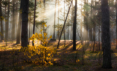 Walk in the autumn forest. Autumn colors. Sun rays.