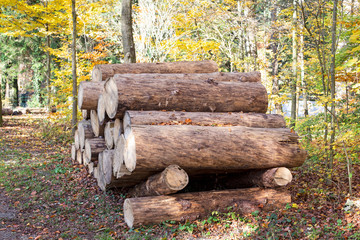 Wooden logs of pine woods in the forest. Freshly chopped tree logs stacked up on top of each other in a pile.