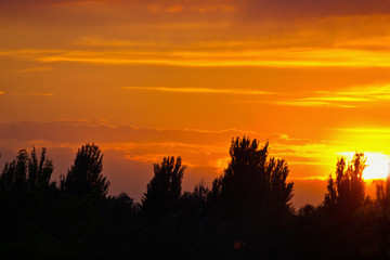 Orange cloudy sunset with silhouettes of trees