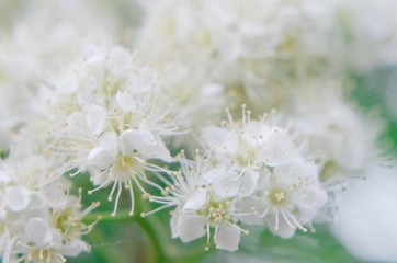 white delicate macro flowers.