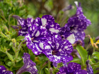 Pétunia 'Night sky' de couleur violet sombre à spots blancs 
