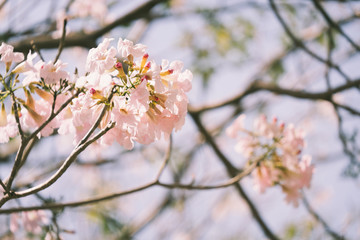 Pink tabebuia rosea blossom cherry flowers in the summer of thailand