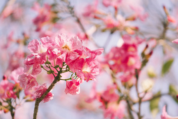 Obraz premium Pink tabebuia rosea blossom cherry flowers in the summer of thailand