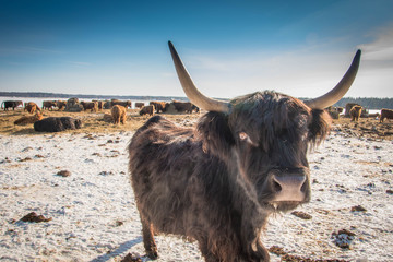 Cattle on the field in sunny winter day.