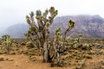 Fototapeta premium tree in desert
