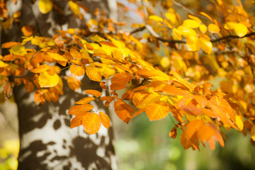 Fototapeta premium autumn leaves on tree