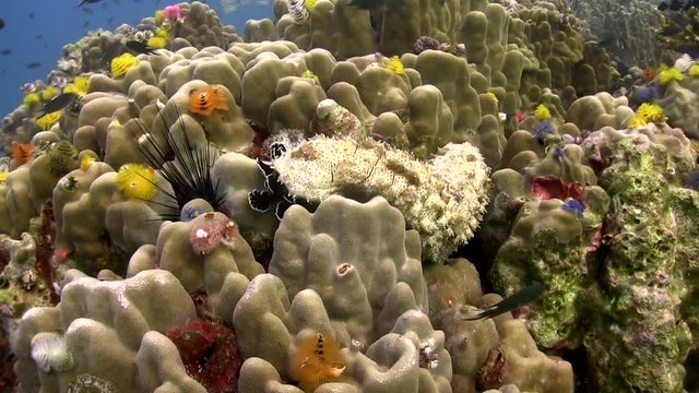 Marbled Sea Cucumber wide shot on Koh Tao