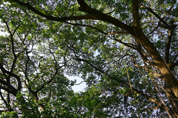 Obraz premium Under the shade of many branches of big and tall tree.