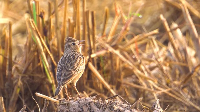Skylark singint to call friends at paddy field. Close Up. With sound.