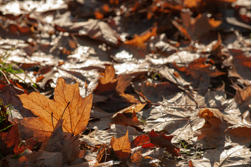 autumn leaves on the ground
