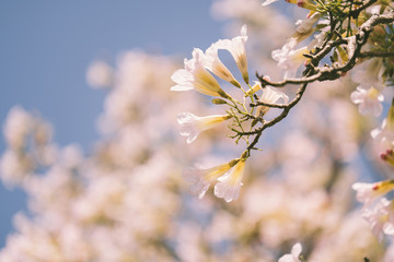Pink tabebuia rosea blossom cherry flowers in the summer of thailand