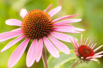 beautiful bright flowers of echinacea in a summer park or garden