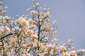 Pink tabebuia rosea blossom cherry flowers in the summer of thailand