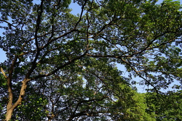 Under the shade of many branches of big and tall tree.