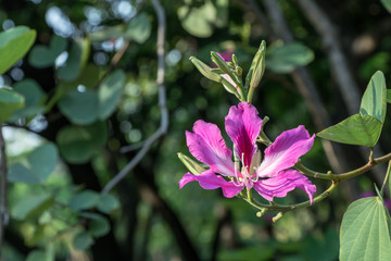 Beautiful pink flower name Purple Orchid Tree, butterfly tree, or Hawaiian orchid tree in the garden. 