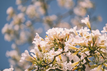 Pink tabebuia rosea blossom cherry flowers in the summer of thailand