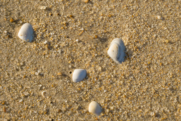 Sea shells in wet sand on the beach