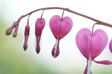 beautiful pink flowers dicentra unusual shape