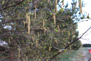 tree in forest