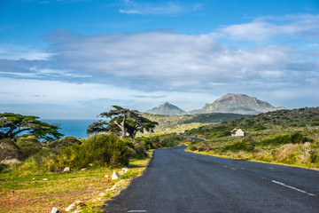 Landscape at the Atlantic ocean coast in Western Cape province of South Africa: a road to Cape of Good Hope and blooming red aloe vera under the tree.