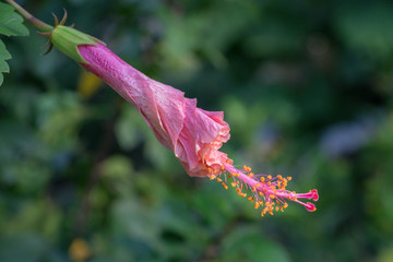 Colorful Hibiscus flower blooming in the garden.